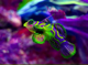 Avatar de Usuario
