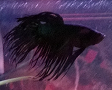 Avatar de Usuario