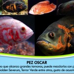 Avatar de Usuario