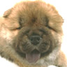 Avatar de Usuario