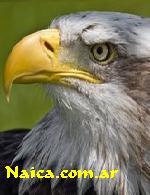 Avatar de Usuario