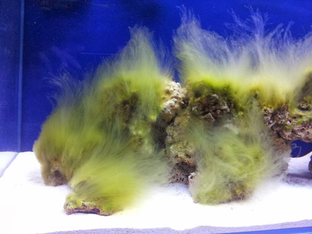 Combatir algas en acuarios marinos